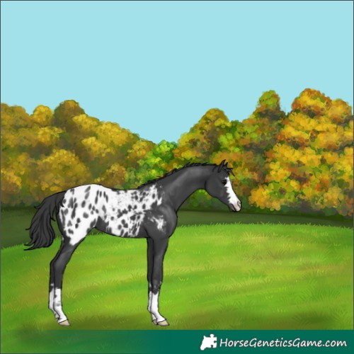 Horse Color:Black Blanket