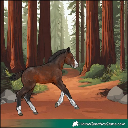 Horse Color:Brown Sabino Tobiano 