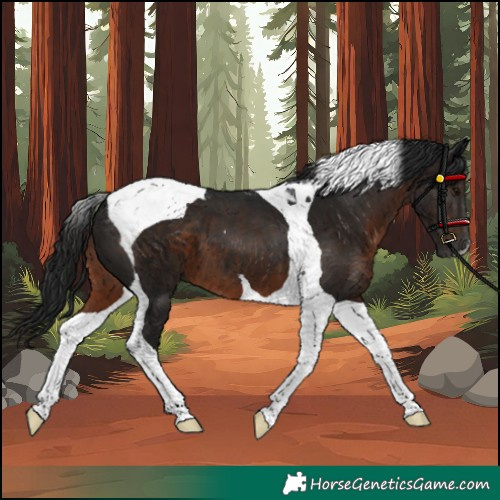Horse Color:Gray Brown Tobiano 