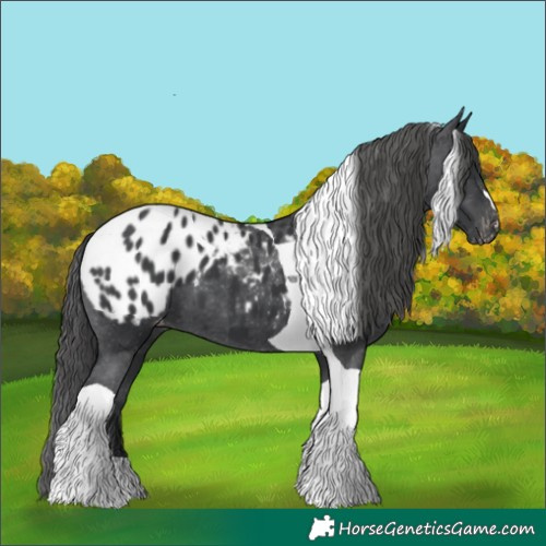 Horse Color:Black Tobiano Appaloosa 