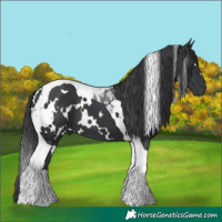 Horse Color:White Spotted Black Tobiano 