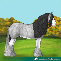 Horse Color:Blue Roan Splash