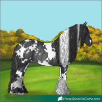 Horse Color:White Spotted Black Rabicano 