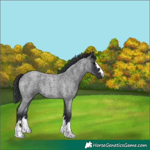 Horse Color:Blue Roan