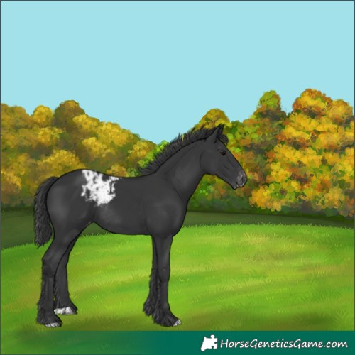 Horse Color:Black Skewed Appaloosa Rabicano 