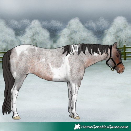 Horse Color:Brown Roan Tobiano Varnish 