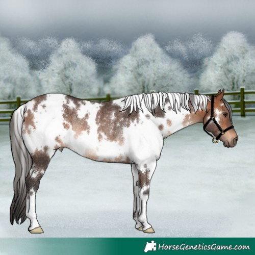 Horse Color:White Spotted Bay Rabicano 