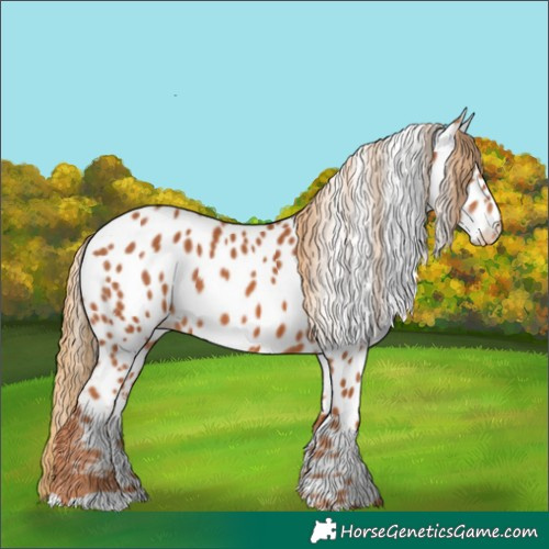 Horse Color:Chestnut Appaloosa