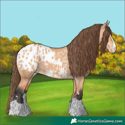 Horse Color:Bay Dun Appaloosa 