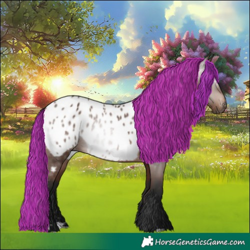 Horse Color:Gray Bay Appaloosa 