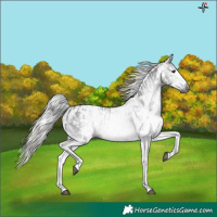 Horse Color:Gray White Spotted Black  and Gray White Spotted Silver Black 