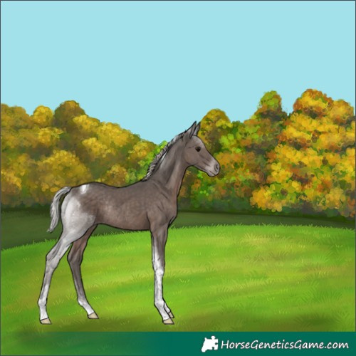 Horse Color:Silver Black Tobiano Rabicano 