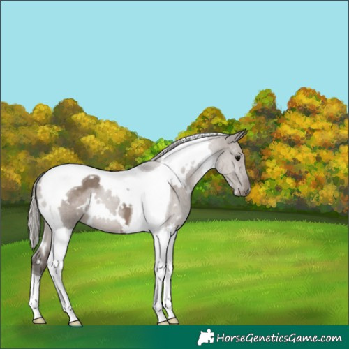 Horse Color:White Spotted Silver Grullo Tobiano 