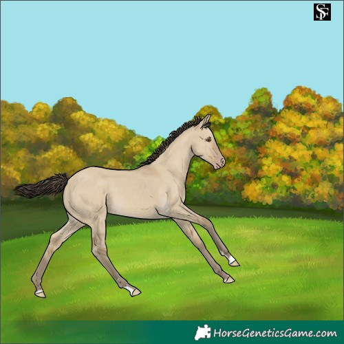Horse Color:Classic Cream Champagne Dun 