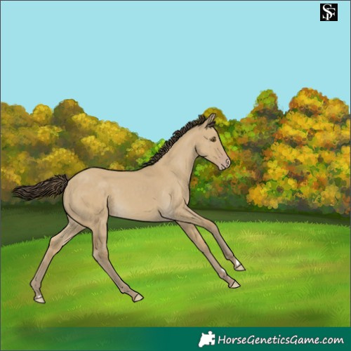 Horse Color:Classic Cream Champagne Dun 
