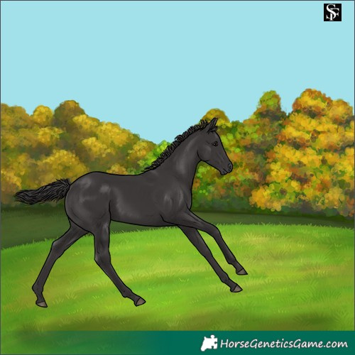 Horse Color:Smoky Black 