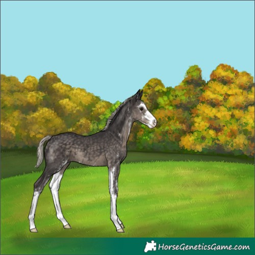Horse Color:Silver Smoky Black Sabino 