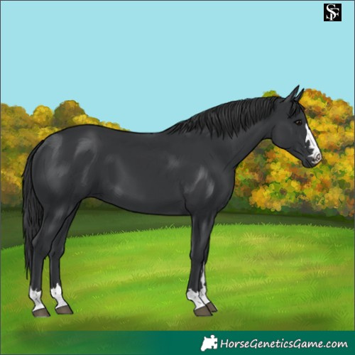 Horse Color:Black 