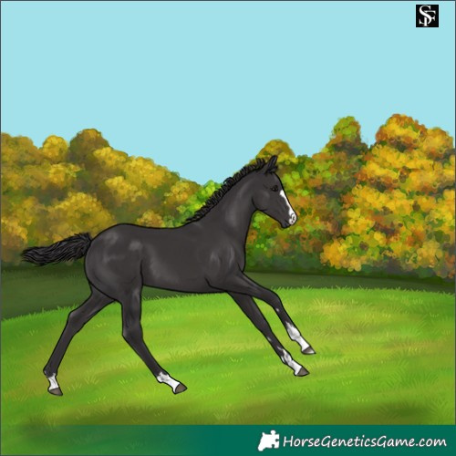 Horse Color:Smoky Black 