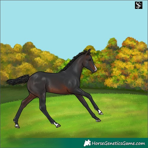 Horse Color:Brown 
