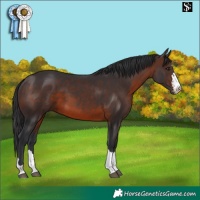 Horse Color:Brown 