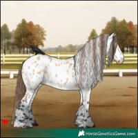 Horse Color:Bay Dun Near Leopard 