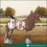 Horse Color:White Spotted Chestnut Blanket 