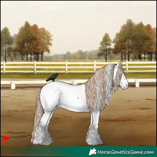 Horse Color:White Spotted Red Dun Appaloosa Rabicano 