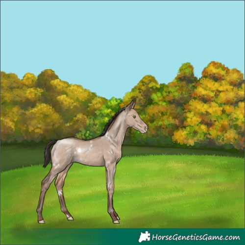 Horse Color:White Spotted Sable Champagne Dun Sabino Rabicano