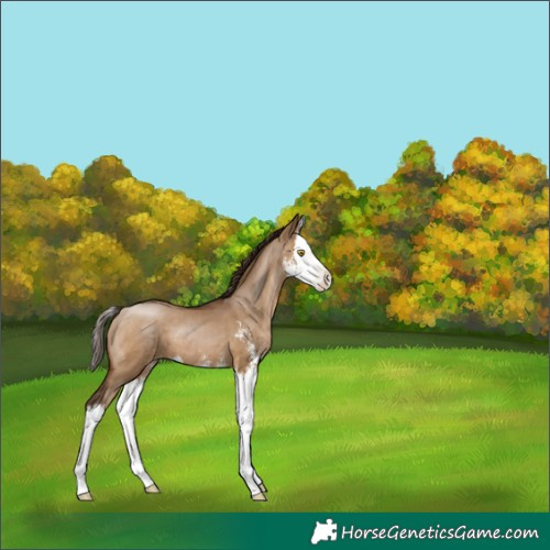 Horse Color:Gray Brown Pearl Dun Sabino Splash