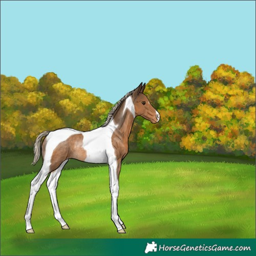 Horse Color:Chocolate Palomino Tobiano Appaloosa Rabicano 