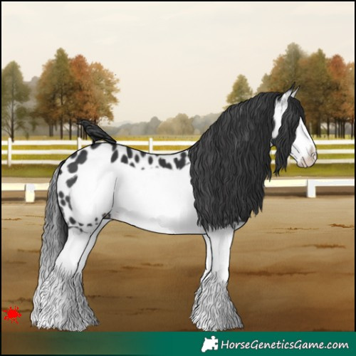 Horse Color:Black Splash Frame Appaloosa 