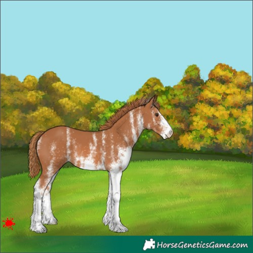 Horse Color:White Spotted Chestnut