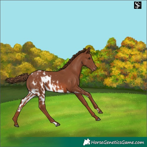 Horse Color:Chestnut Skewed Appaloosa Rabicano 