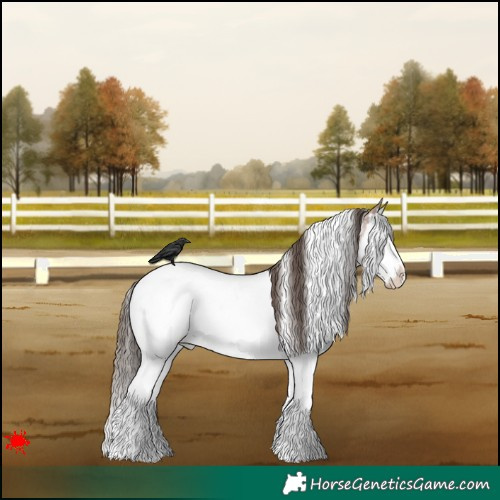 Horse Color:White Spotted Bay Roan Splash Appaloosa 