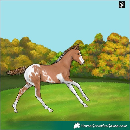 Horse Color:Chestnut Tobiano Skewed LP Spotted Rabicano 