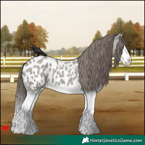Horse Color:Grullo Roan Splash Appaloosa 