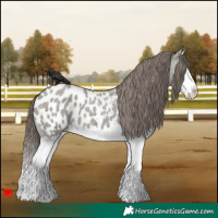 Horse Color:Grullo Roan Splash Near Leopard