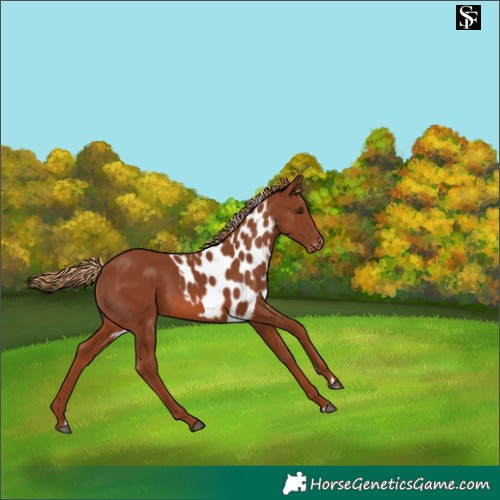 Horse Color:Chestnut Skewed LP Spotted Rabicano 