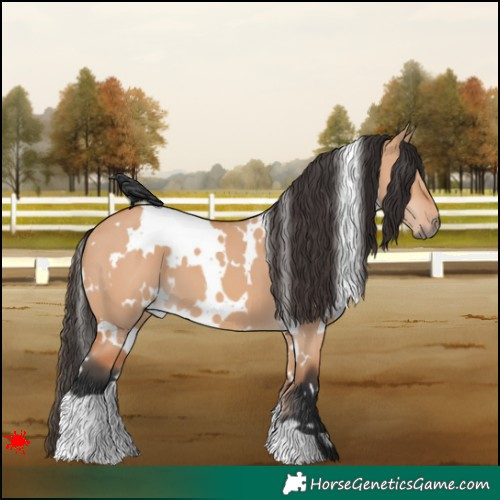 Horse Color:White Spotted Bay Dun 