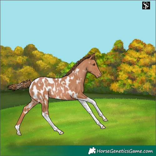 Horse Color:Chestnut Tobiano Skewed Appaloosa Rabicano 