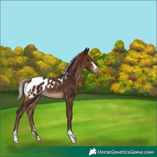 Horse Color:Silver Brown Appaloosa 