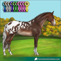 Horse Color:Silver Brown Appaloosa