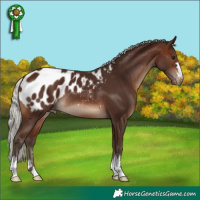 Horse Color:Silver Brown Appaloosa
