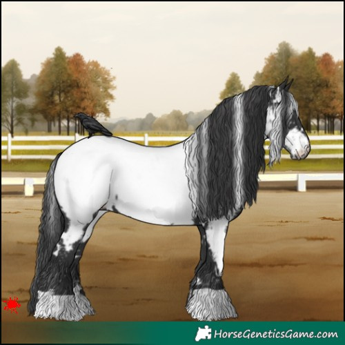 Horse Color:White Spotted Black Appaloosa 