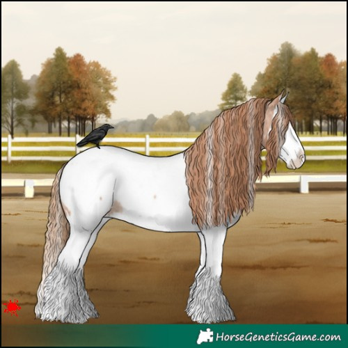 Horse Color:White Spotted Red Roan Splash Appaloosa 