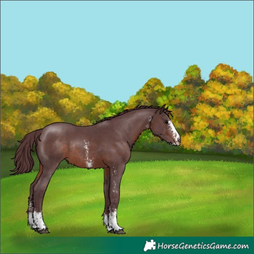 Horse Color:Chocolate Brown Sabino Rabicano 