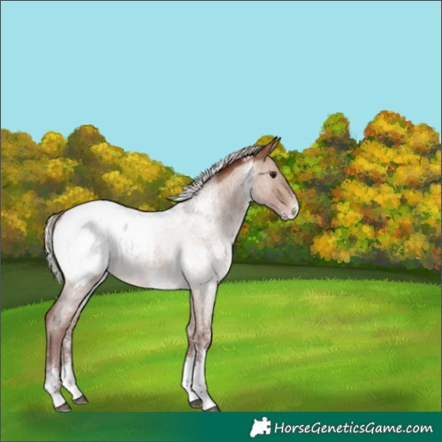 Horse Color:Chocolate Silver Brown Roan Dun Sabino Appaloosa Rabicano 
