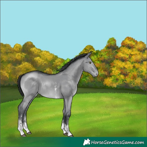 Horse Color:Grullo Chinchilla Sabino