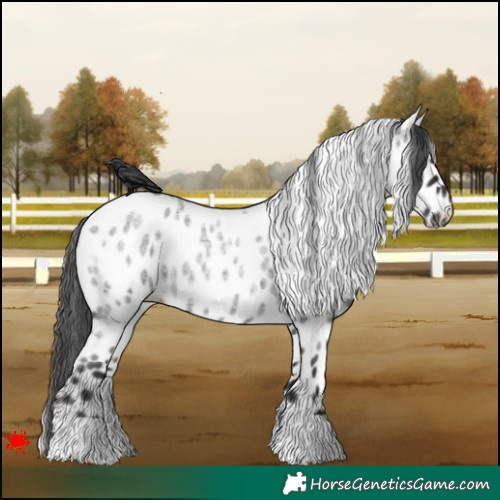 Horse Color:Blue Roan Appaloosa 